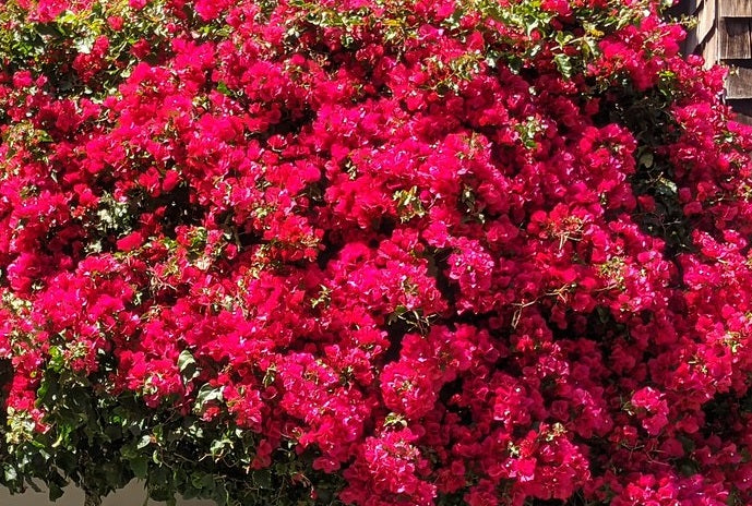 Bougainvillea - DARK PINK