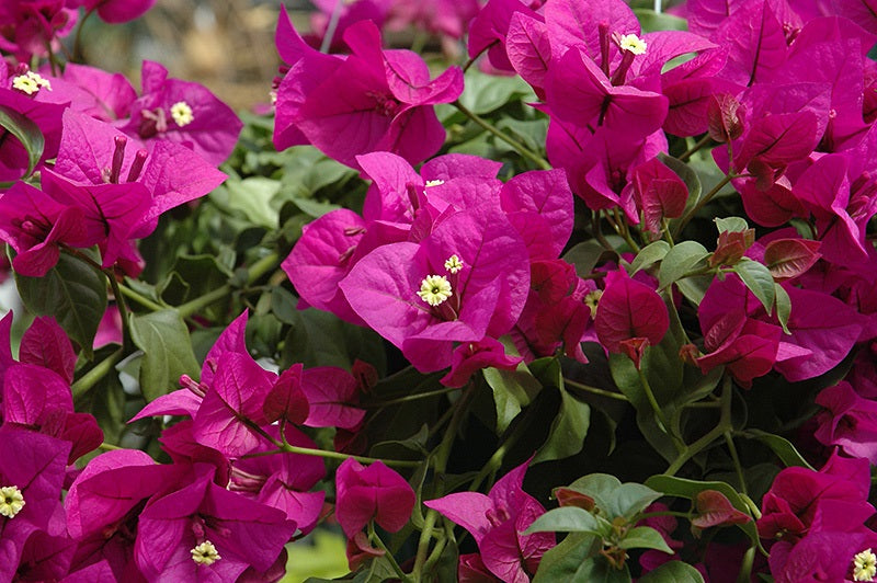 Bougainvillea - ELIZABETH