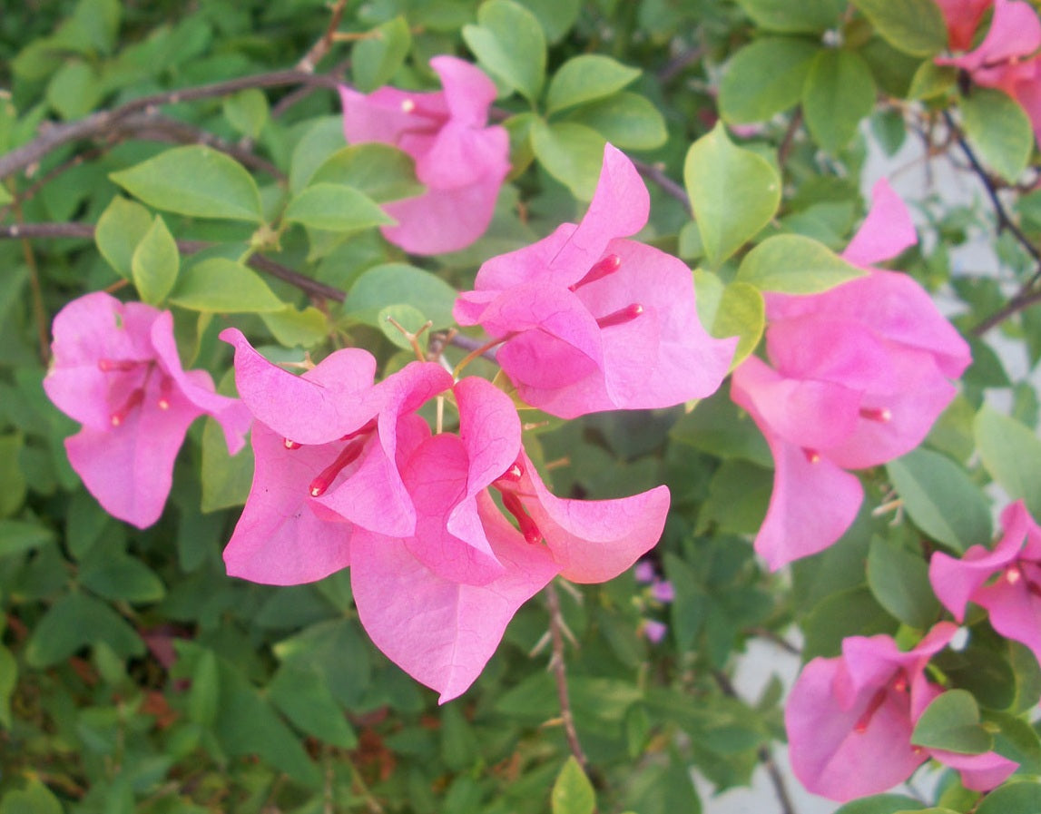 Bougainvillea - PINK