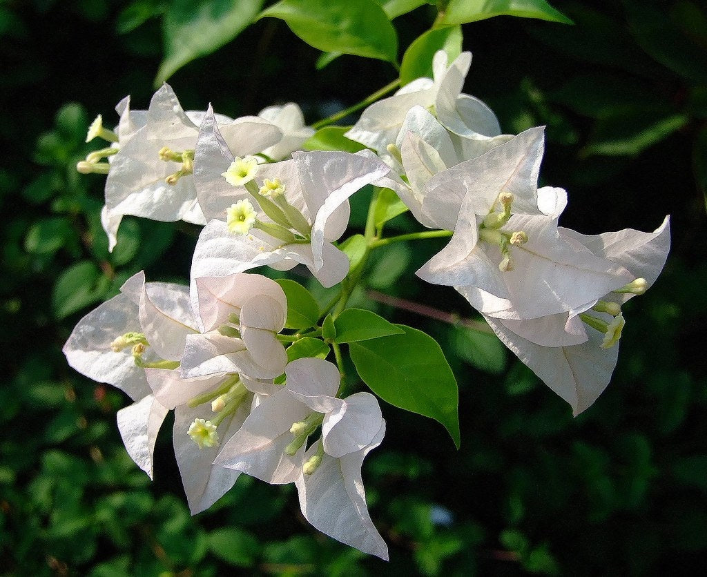 Bougainvillea - WHITE