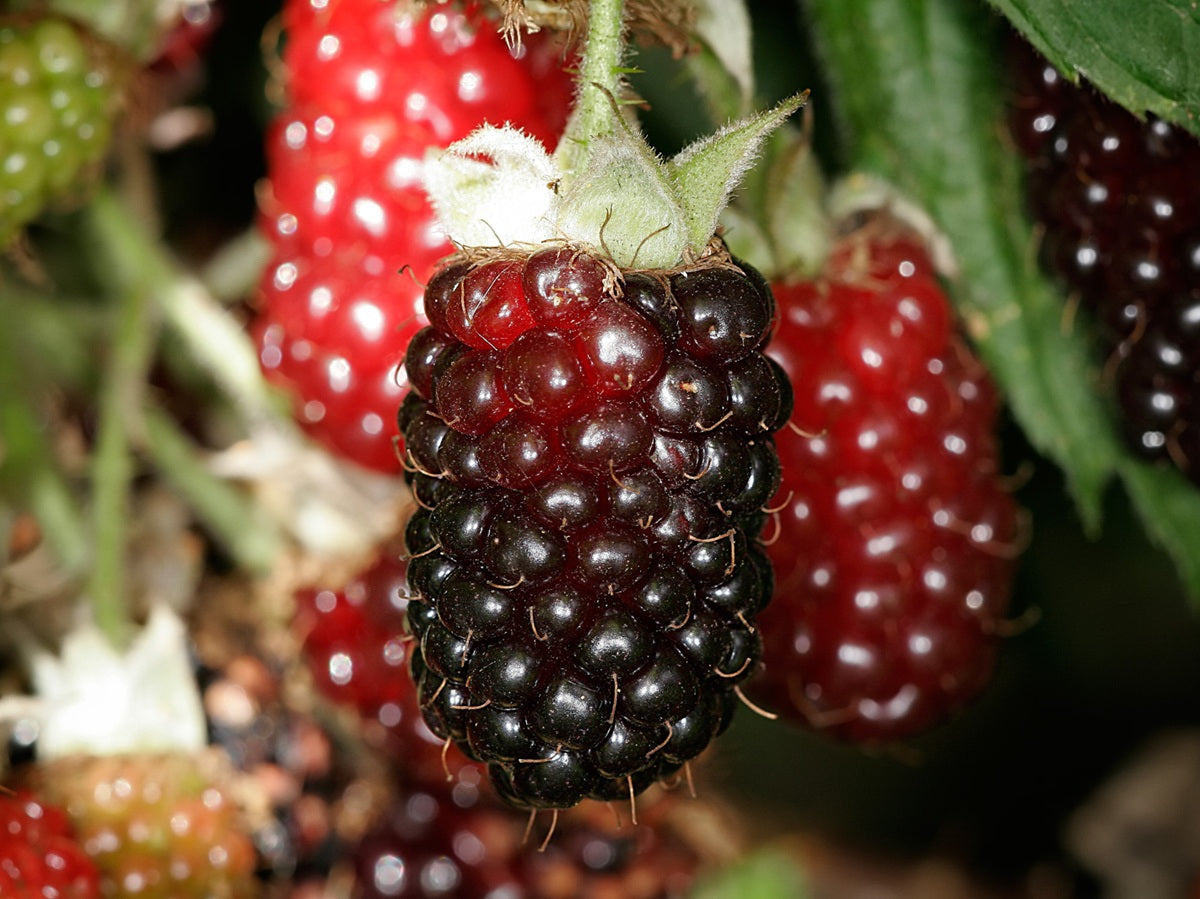 Rubus ursinus x idaeus - Boysenberry