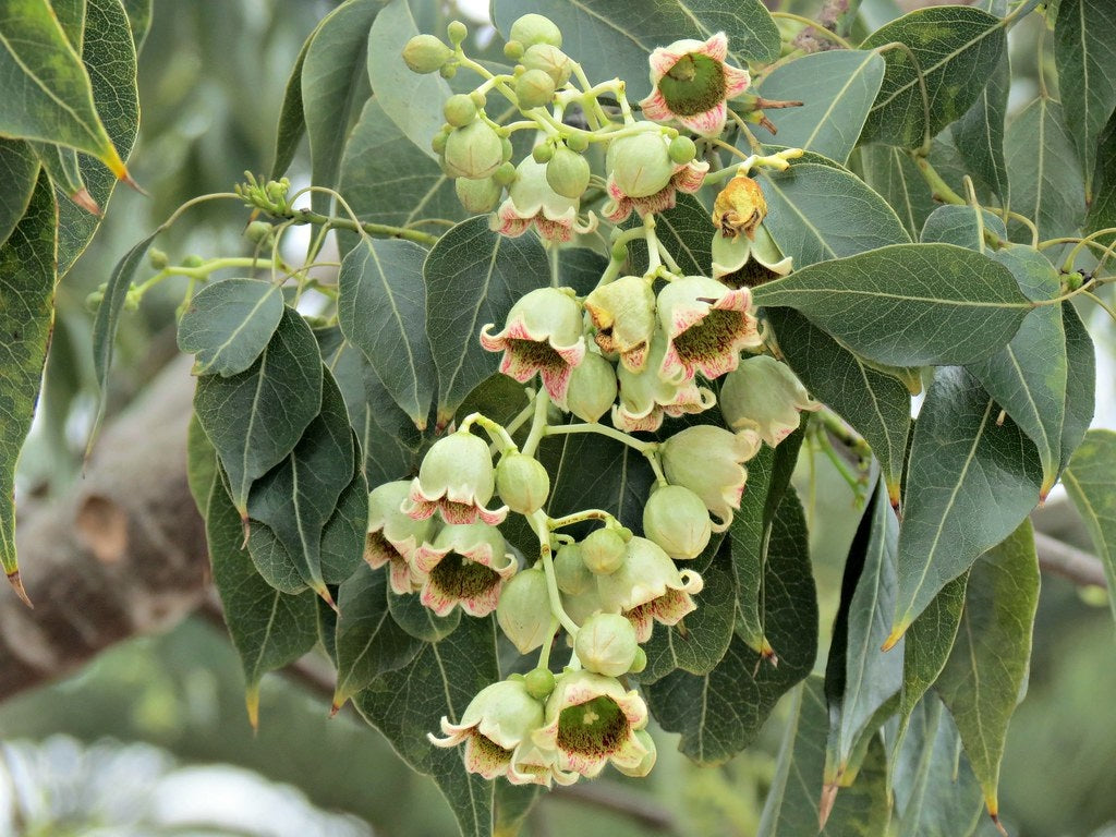Brachychiton populneus - Kurrajong
