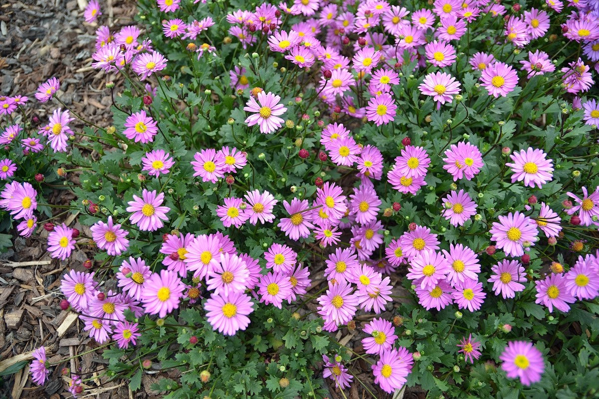 Brachyscome graminea - FRESCO CANDY - Rock Daisy