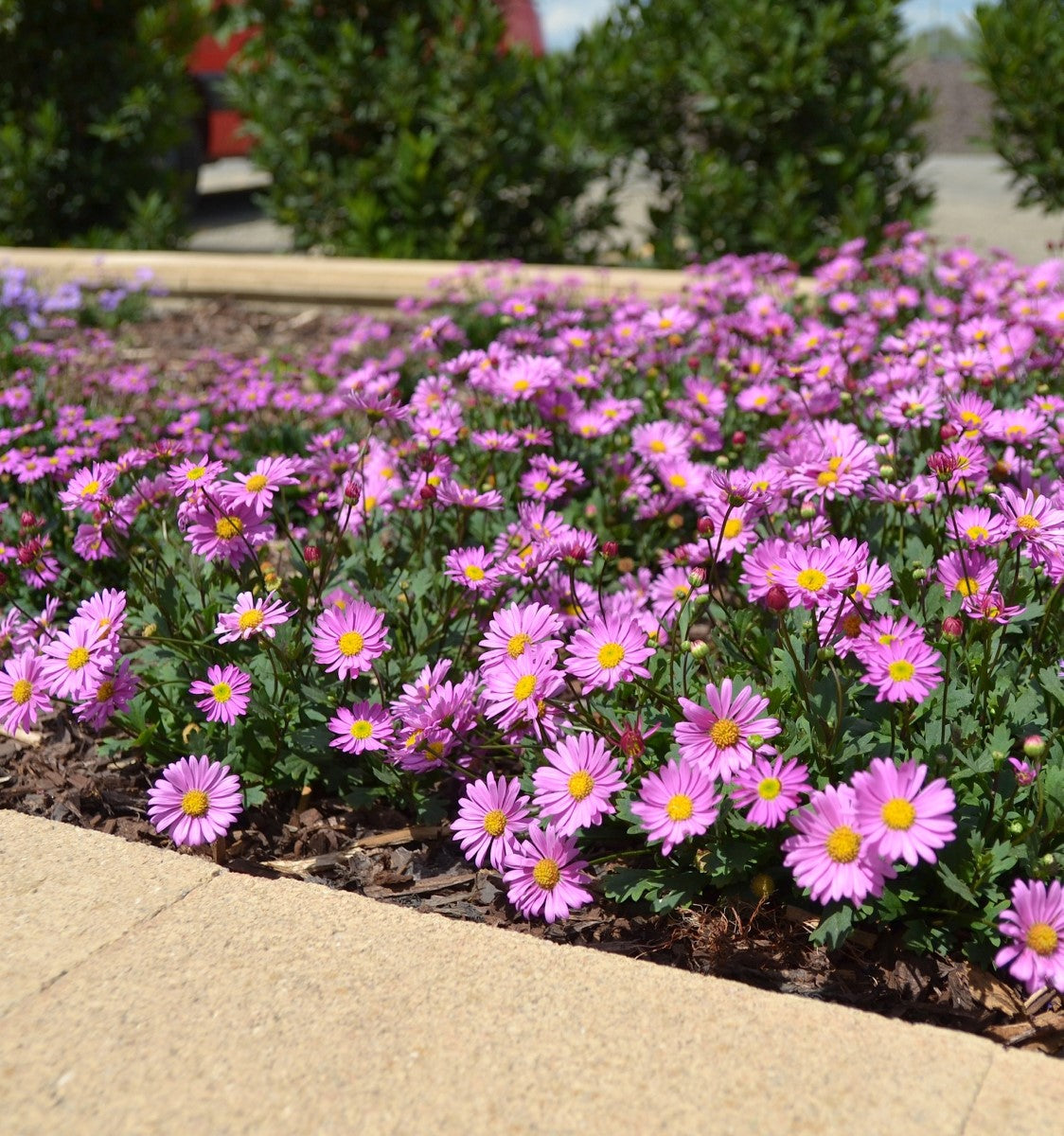 Brachyscome graminea - FRESCO CANDY - Rock Daisy