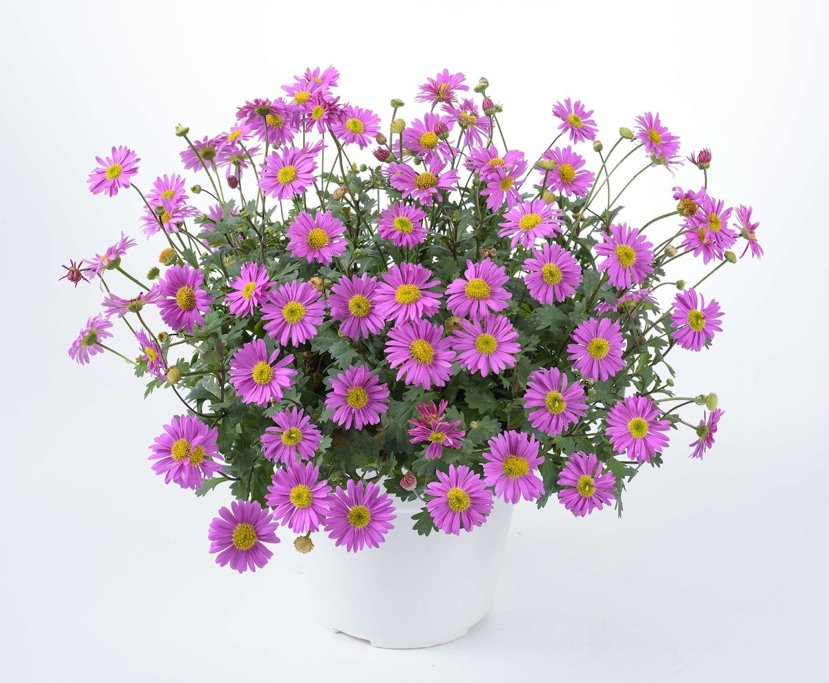 Brachyscome graminea - FRESCO CANDY - Rock Daisy