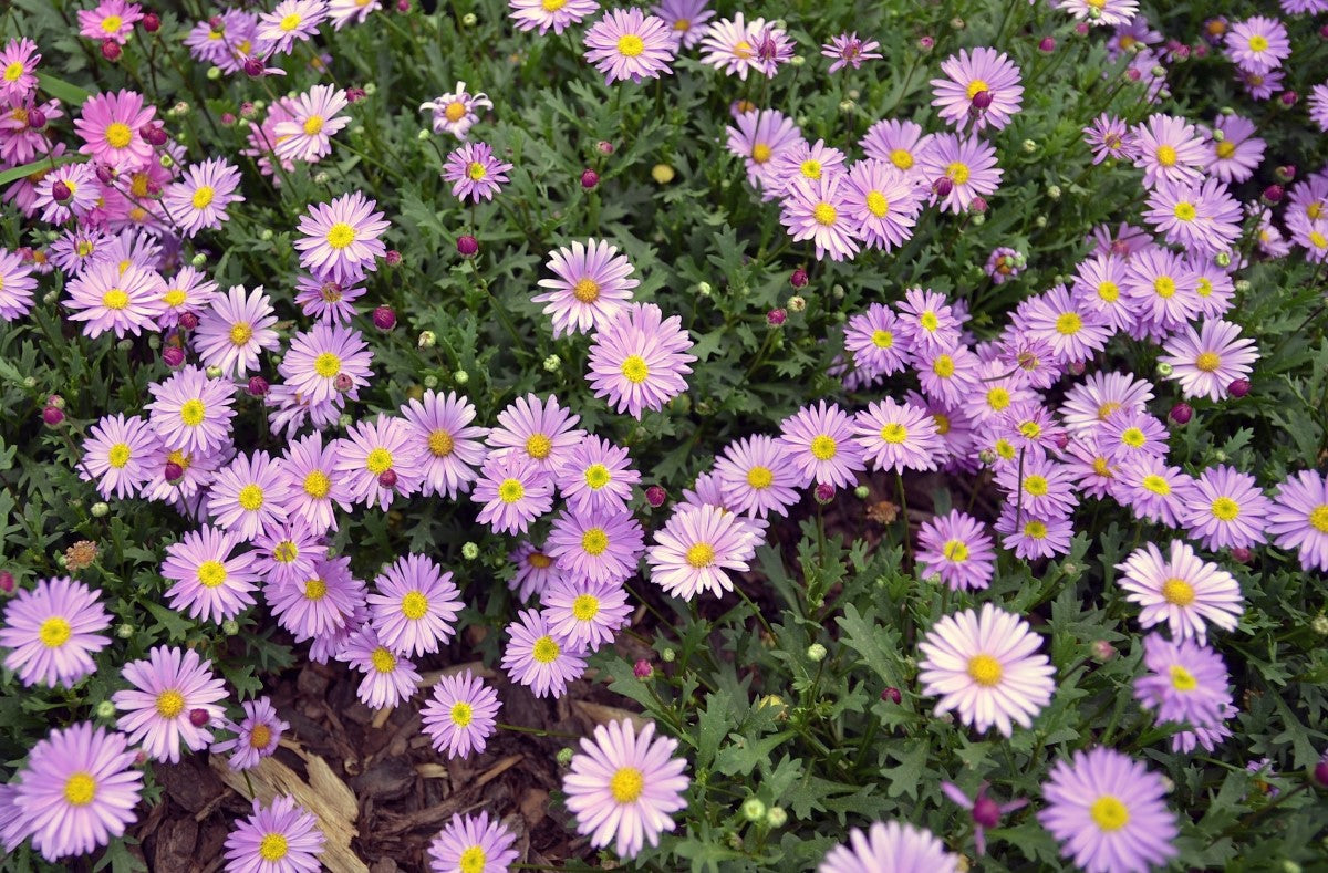 Brachyscome multifida - FRESCO PURPLE - Cut-Leaf Daisy