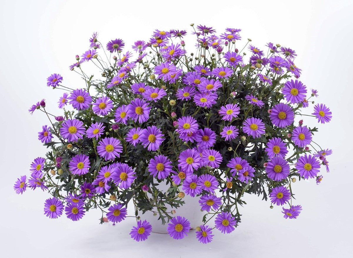 Brachyscome multifida - FRESCO PURPLE - Cut-Leaf Daisy