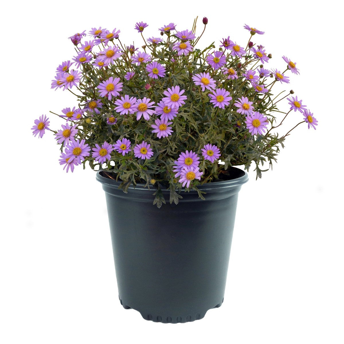 Brachyscome graminea - MAUVE DELIGHT - Rock Daisy