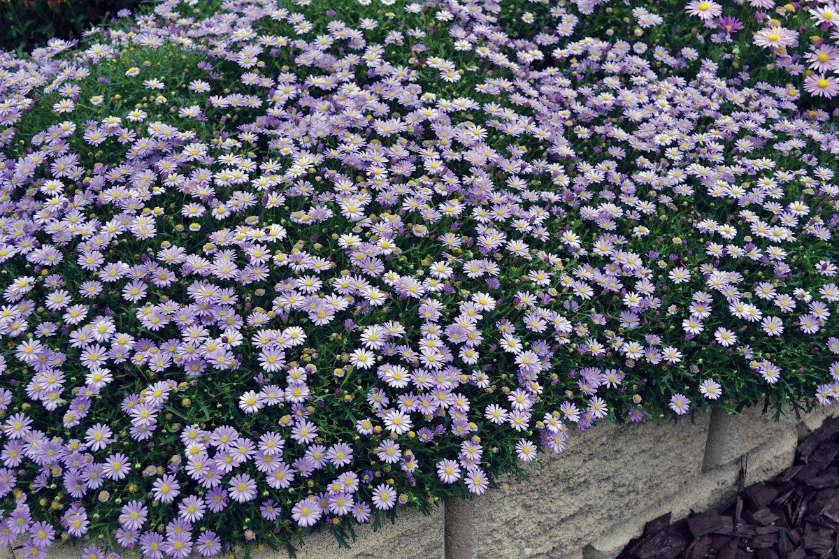 Brachyscome graminea - MAUVE DELIGHT - Rock Daisy