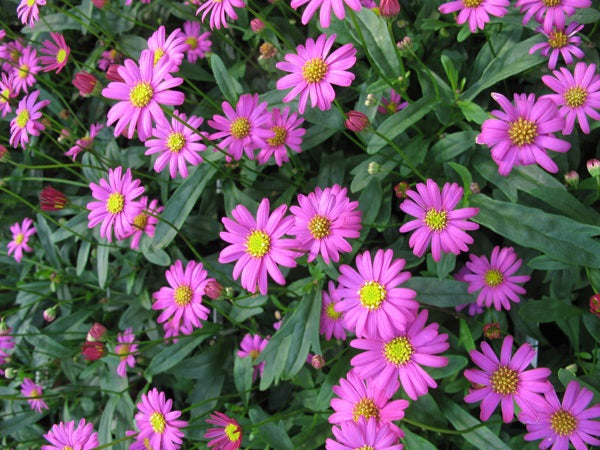 Brachyscome graminea - RADIANT MAGENTA - Rock Daisy