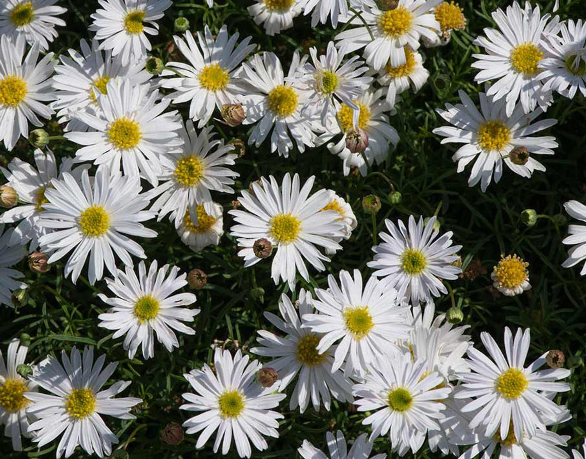 Brachyscome multifida - Surdaisy® WHITE - Cut-Leaf Daisy