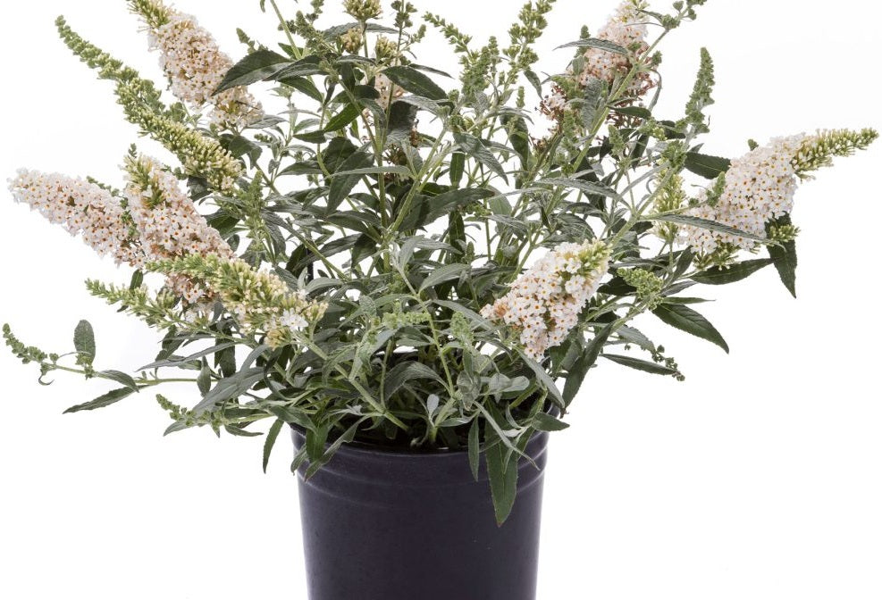 Buddleja davidii - Leah® WHITE - Butterfly Bush