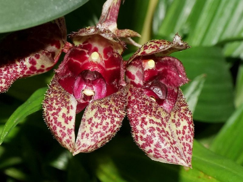 Bulbophyllum frostii - Dutchmans Shoes Orchid