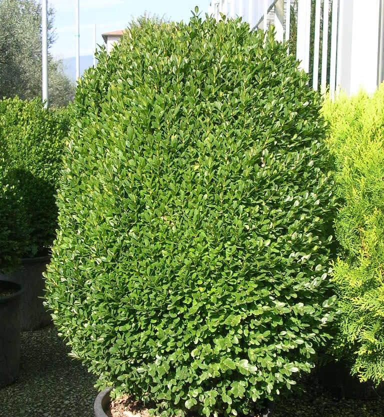 Buxus sempervirens - SUFFRUTICOSA - Dutch Box