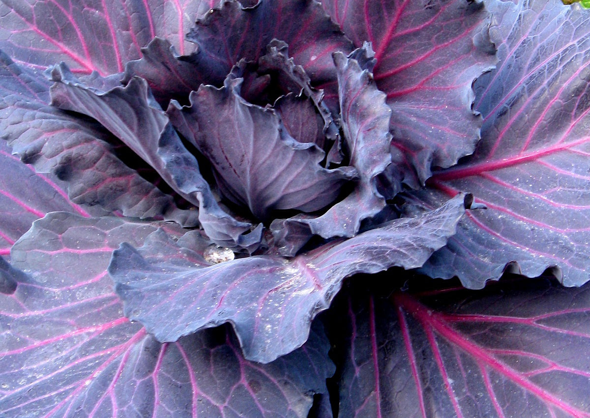 Cabbage - RED - Brassica oleracea Capitata Group