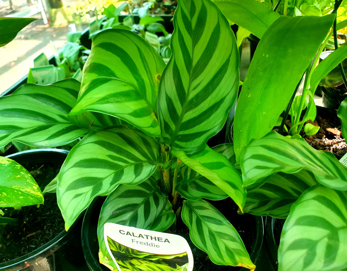 Goeppertia concinna - FREDDIE - Zebra Plant