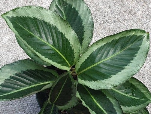 Goeppertia roseopicta - MARIA - Rose-Painted Calathea