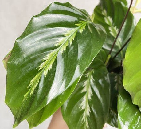 Goeppertia louisae - MAUI QUEEN - Cathedral Calathea
