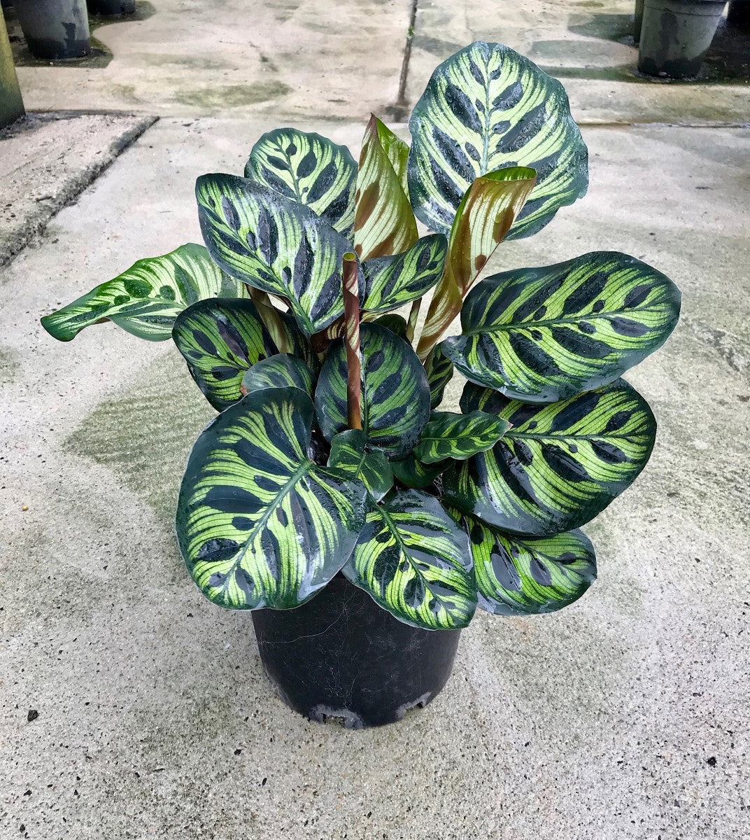 Goeppertia makoyana - Peacock Calathea