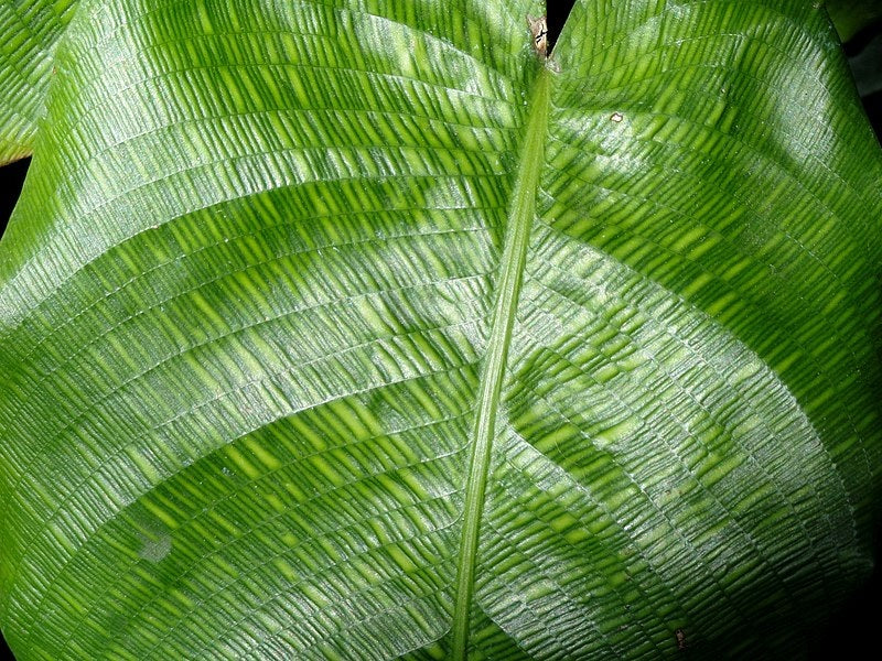 Goeppertia kegeljanii - Musaica Calathea