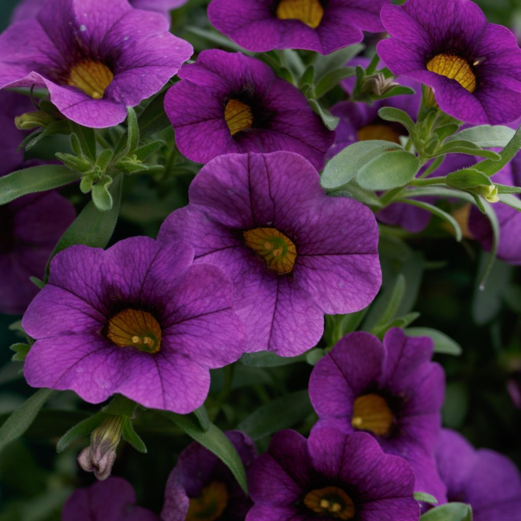 Calibrachoa - Calipetite® BLUE - Million Bells Petunia
