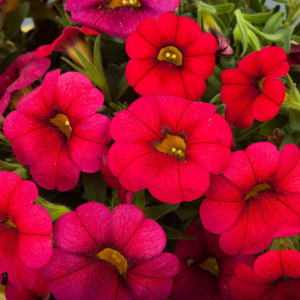 Calibrachoa - Calipetite® RED - Million Bells Petunia