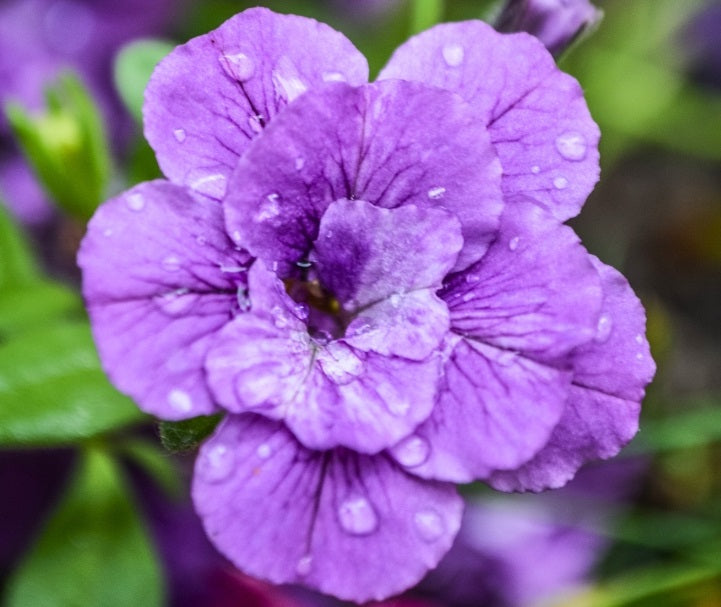 Calibrachoa - Can-Can® ROSIES BLUE - Million Bells Petunia