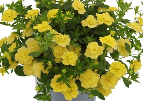 Calibrachoa - Can-Can® ROSIES YELLOW - Million Bells Petunia