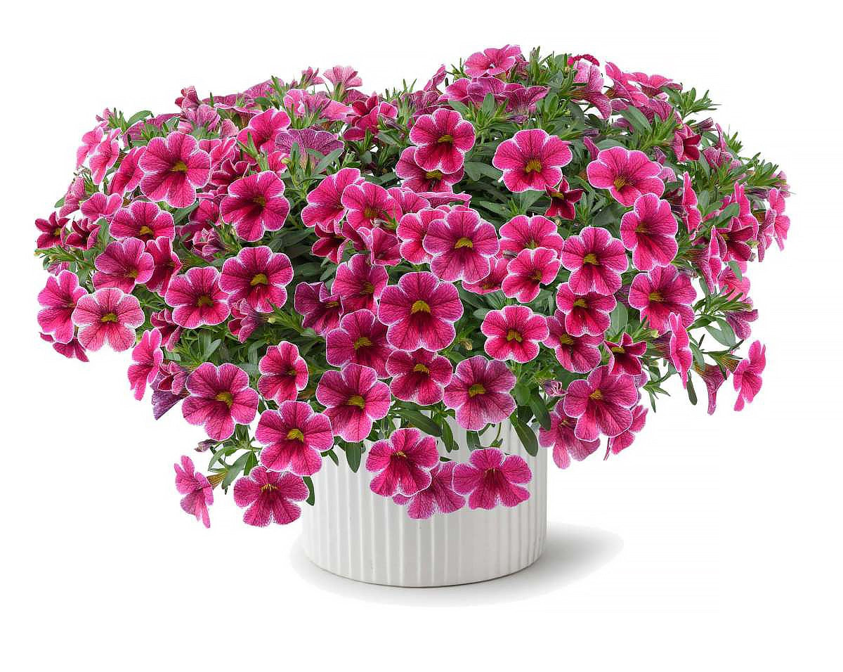 Calibrachoa - Colibri™ CHERRY LACE - Million Bells Petunia