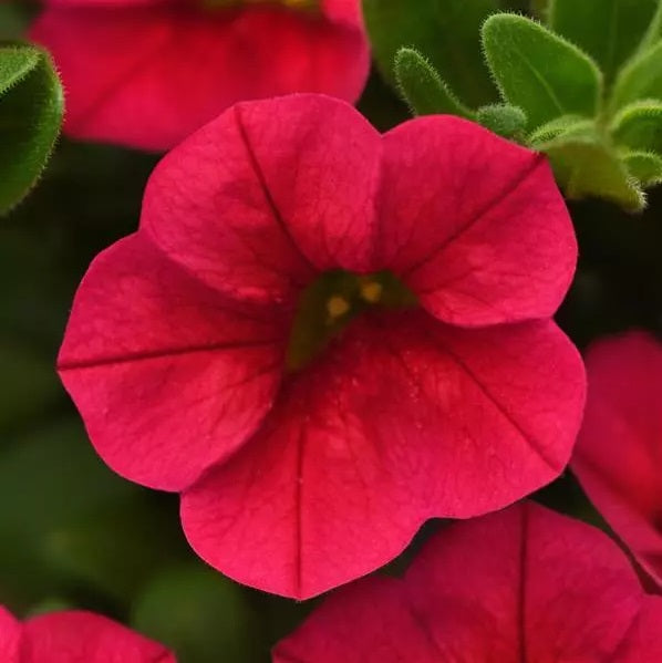 Calibrachoa - Conga™ RED - Million Bells Petunia