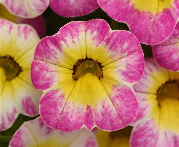 Calibrachoa - Cha-Cha™ DIVA HOT PINK - Million Bells Petunia