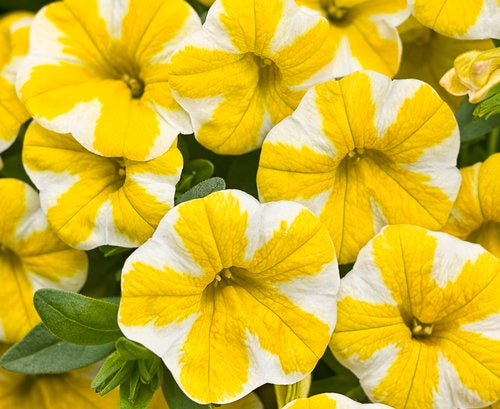 Calibrachoa - Superbells® LEMON SLICE™ - Million Bells Petunia 'USCAL5302M' PBR