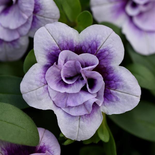Calibrachoa - Minifamous® DOUBLE PLUMTASTIC - Million Bells Petunia