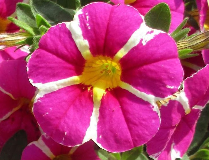 Calibrachoa - RAVE PINK - Million Bells Petunia