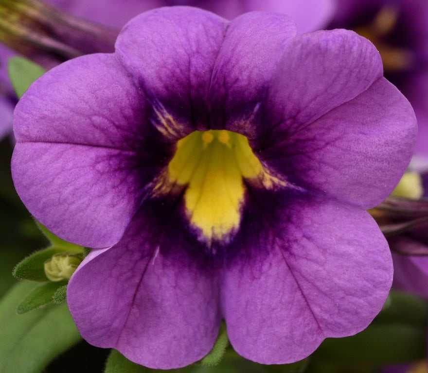 Calibrachoa - STARJUMP BLUE - Million Bells Petunia