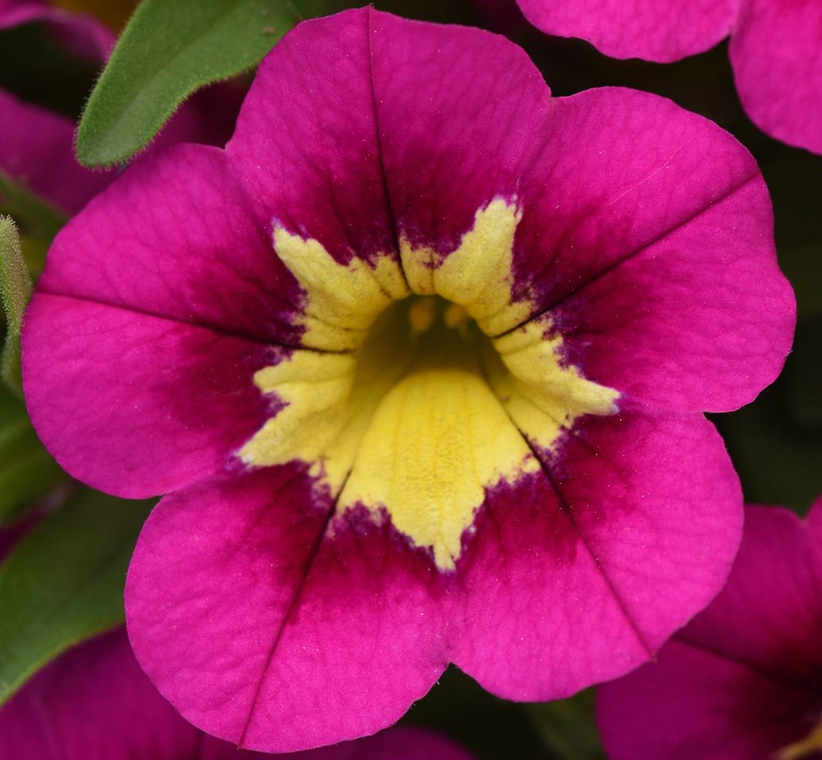 Calibrachoa - STARJUMP HOT PINK - Million Bells Petunia