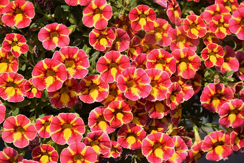 Calibrachoa - Superbells® CARDINAL STAR - Million Bells Petunia