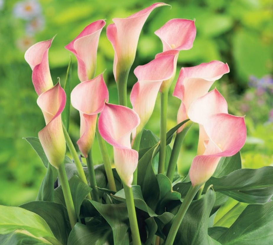 Zantedeschia - DREAMLAND - Calla Lily