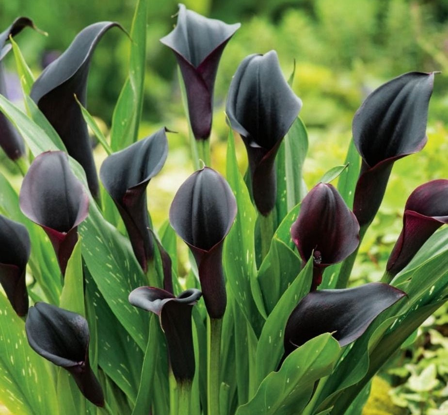 Zantedeschia - ODESSA - Calla Lily