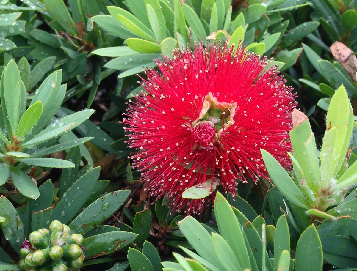 Melaleuca viminalis - GREEN JOHN™ - Weeping Bottlebrush 'LJ23' PBR