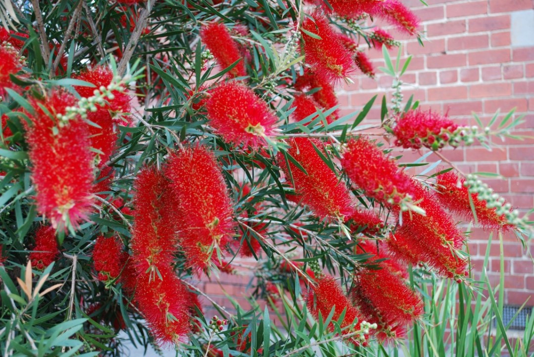 Melaleuca viminalis - KINGS PARK SPECIAL - Lemon Bottlebrush