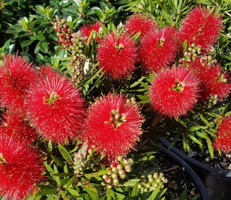 Melaleuca viminalis - MATTHEW FLINDERS - Weeping Bottlebrush 'Matthew Flinders' PBR