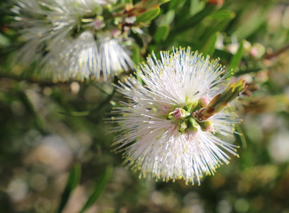 Melaleuca - SNOW BURST™ - Bottlebrush 'CNU07' PBR