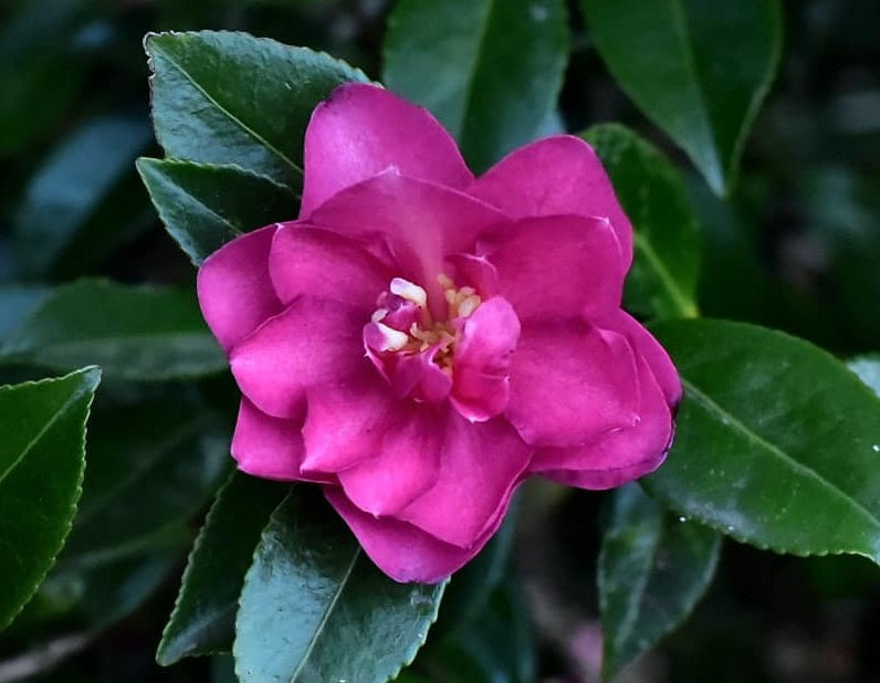 Camellia oleifera - DAZZLER