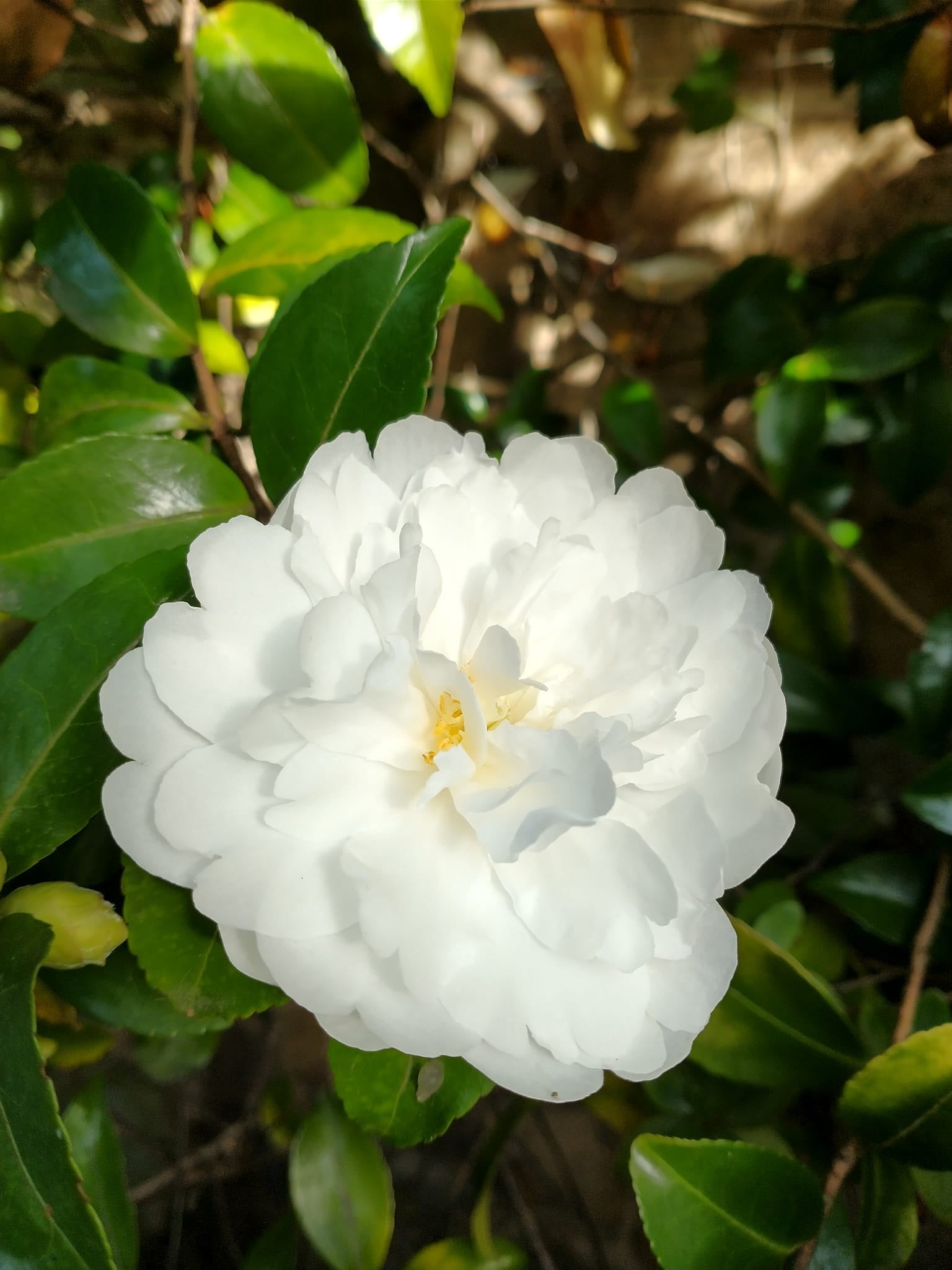 Camellia japonica