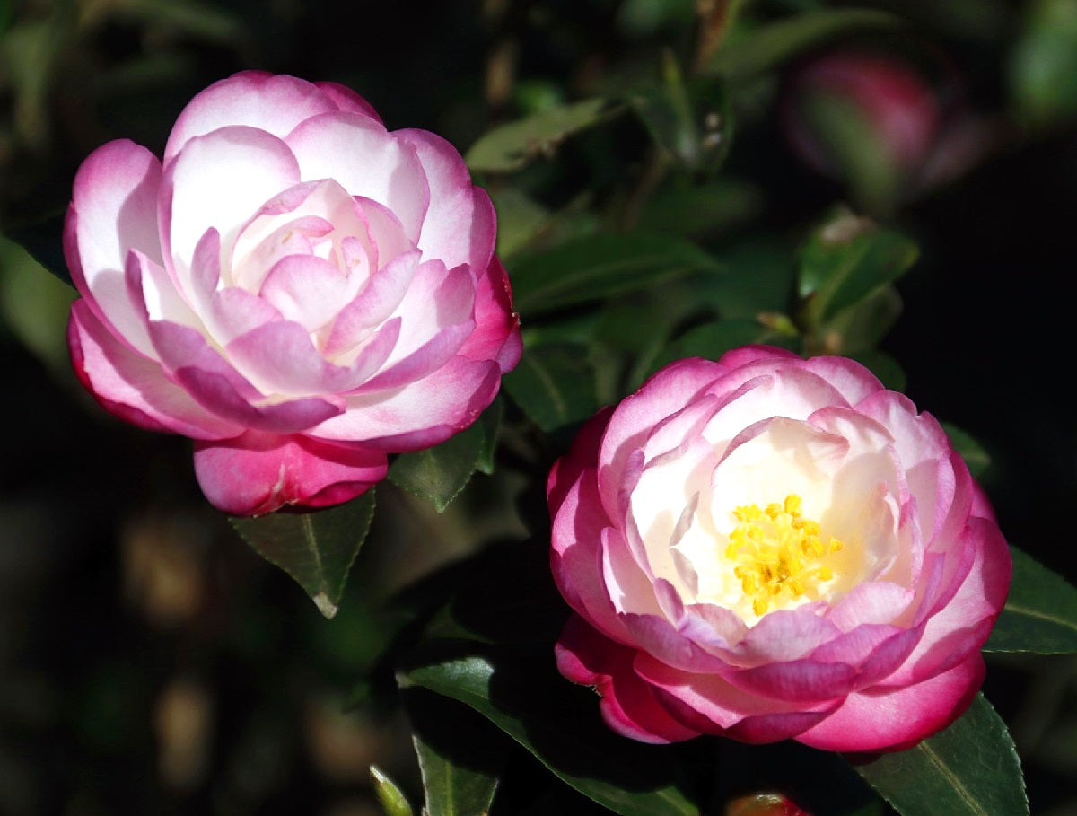 Camellia oleifera - PARADISE BLUSH