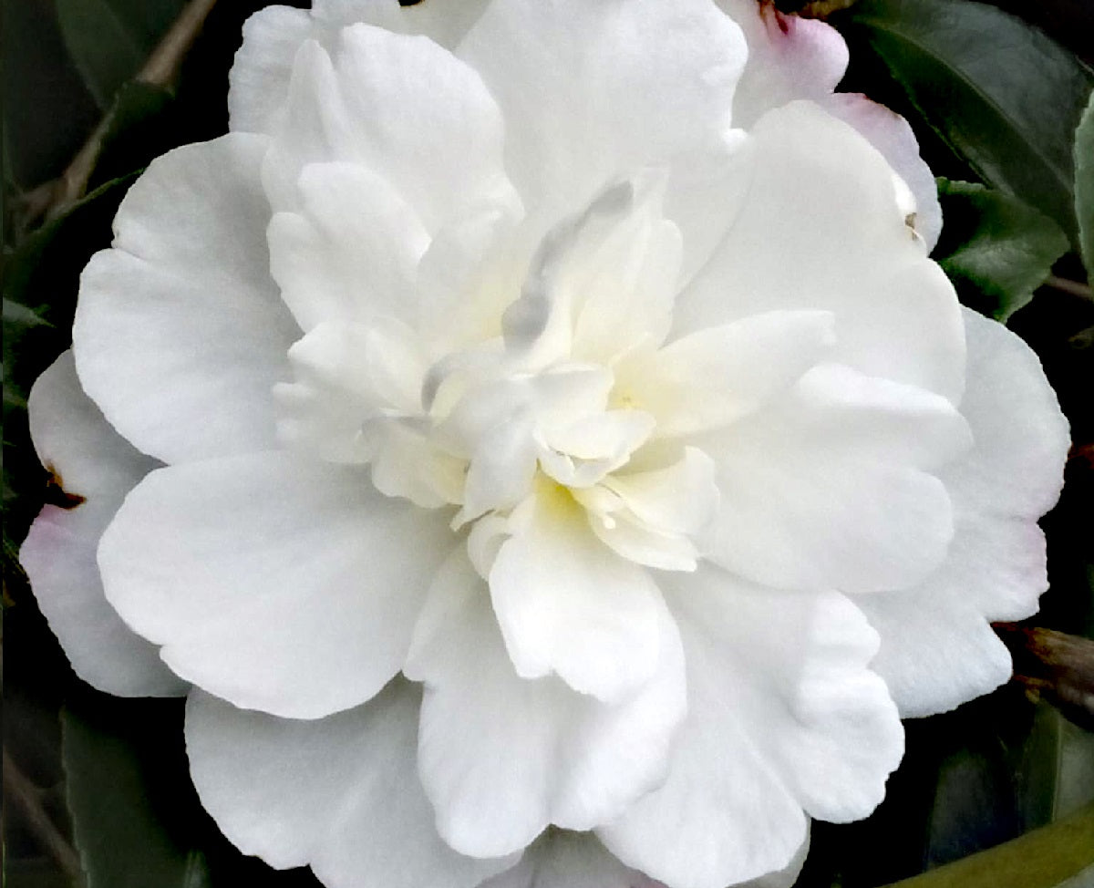 Camellia oleifera - PURE SILK