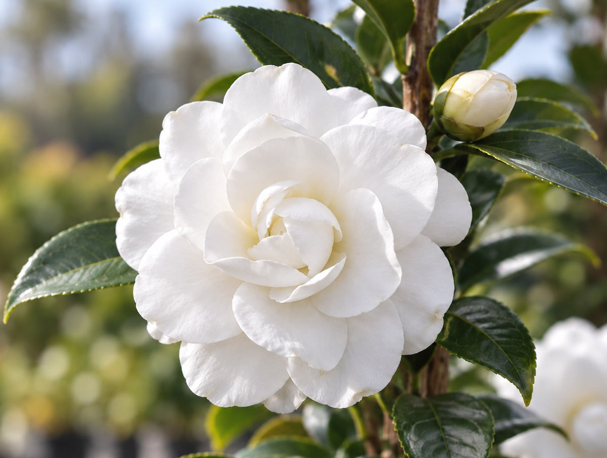 Camellia oleifera - SLIMLINE AVALANCHE