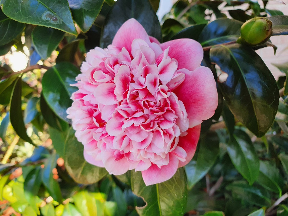 Camellia japonica x saluensis