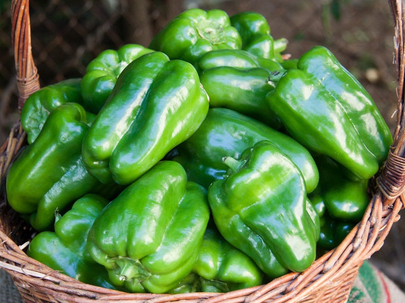 Bell Pepper - SUPER SIZE - Capsicum annuum